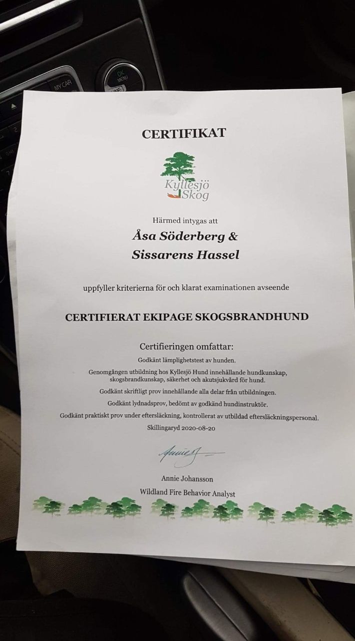 I augusti 2020 blev Sissarens Hassel Hagdahl och hans matte Åsa Söderberg certifierade ekipage Skogsbandhund. Grattis!